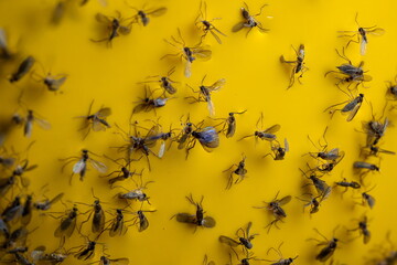 Trapped fungus gnats on sticky yellow trap paper. Close up, macro shot, no people