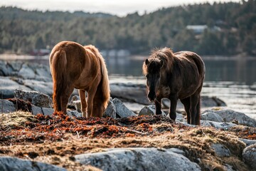 icelandic horse pony on the coast pretty wandering nature natural 