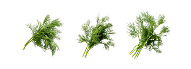A fresh sprig of dill, placed elegantly  on a transparent background.