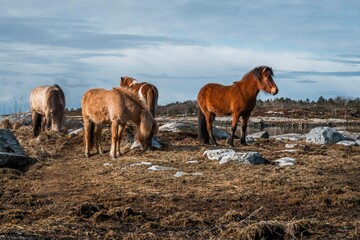 icelandic horse pony on the coast pretty wandering nature natural 
