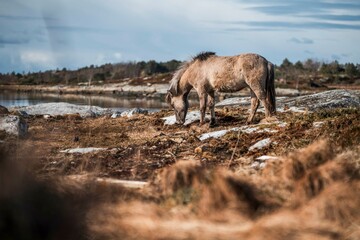 icelandic horse pony on the coastline of Norway very pretty