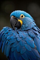 Obraz premium fireworks exploding in the night sky with a red background