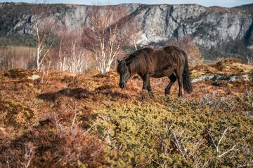 icelandic horse pony on the coastline of Norway very pretty