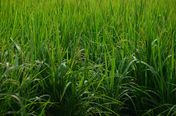 green rice field