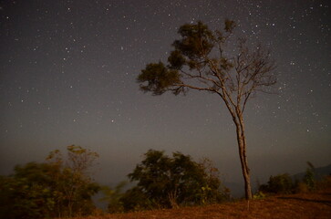 night sky with tree and stars