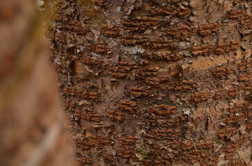 old wood texture