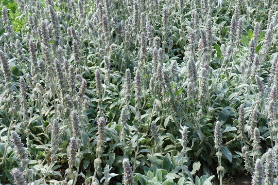Abundant flower spikes of Stachys byzantina in June