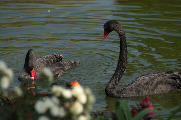 black swan on the lake
