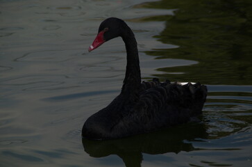 black swan on the water