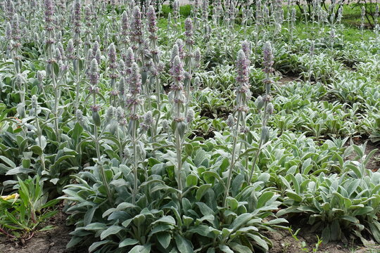 Lots of flowers of Stachys byzantina in June