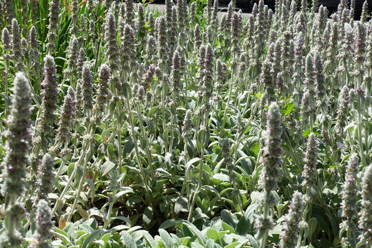 Profusion of flower spikes of Stachys byzantina in June