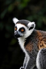 arafed tiger with a black and white stripe on its face