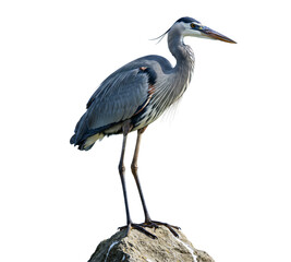Obraz premium Grey heron standing on rock png, bird isolated on transparent background