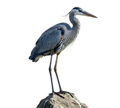 Grey heron standing on rock png, bird isolated on transparent background