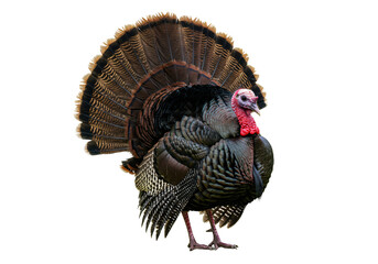 Turkey with spread tail png, domestic bird isolated on transparent background