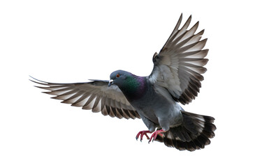 Gray pigeon in flight png, side view, rock dove isolated on transparent background