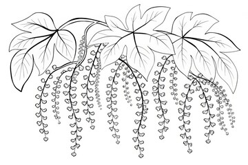 Tropical plant theme, Intricate line drawing of cascading leaves and vines, showcasing natural beauty. Outline for coloring.
