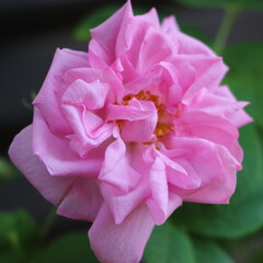 アロマのエッセンシャルオイルで香りの女王と言われている薔薇、ダマスクローズ。高貴で甘い香りの精油は女性性を高め心を穏やかにします　