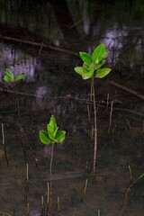 green plant growing in the ground