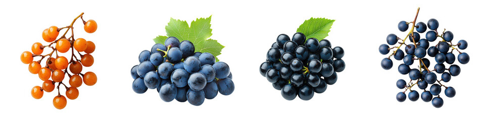 Fototapeta premium A collection of ripe vibrant grape clusters in various colors including deep purple green and orange yellow hanging on the vine with leaves