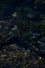 icelandic horse pony on the coastline of Norway very pretty