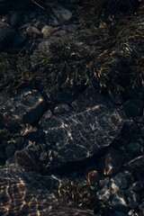 icelandic horse pony on the coastline of Norway very pretty