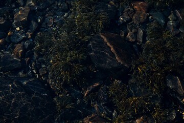 icelandic horse pony on the coastline of Norway very pretty