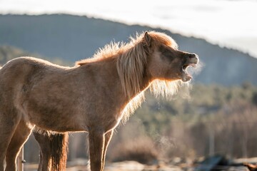 Obraz premium icelandic horse pony on the coastline of Norway very pretty