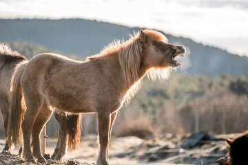 icelandic horse pony on the coastline of Norway very pretty