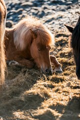 icelandic horse pony on the coastline of Norway very pretty