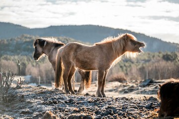 icelandic horse pony on the coastline of Norway very pretty