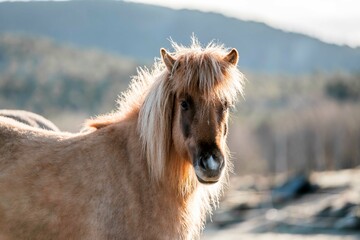 icelandic horse pony on the coastline of Norway very pretty