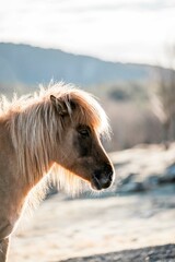 icelandic horse pony on the coastline of Norway very pretty