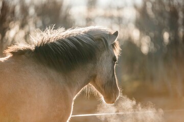 icelandic horse pony on the coastline of Norway very pretty