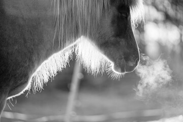 icelandic horse pony on the coastline of Norway very pretty