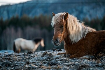icelandic horse pony cute in landscape pretty nature rural 