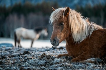 icelandic horse pony cute in landscape pretty nature rural 