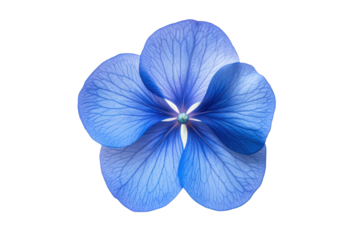 Vibrant azure blue flower with intricate vein patterns and delicate petals on a transparent background in macro photography