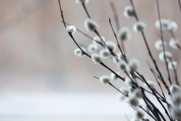 fluffy pussy willow branches on natural background. easter and spring background with copy space. palm sunday © Natalia
