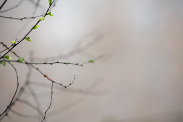 spring tree branches with young blossoming leaves on natural background with copy space.