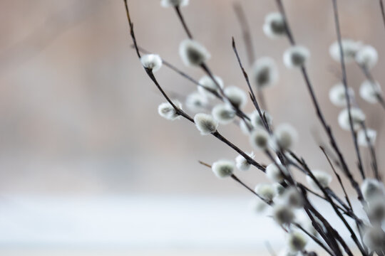 fluffy pussy willow branches on natural background. easter and spring background with copy space. palm sunday