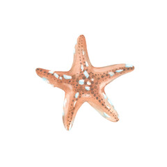 Starfish watercolor illustration hand drawn and isolated on white background. Red shell in the shape of a star. Object for design of summer labels, packaging and textiles. 