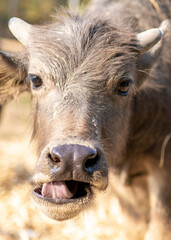 Young Water Buffalo,in rainforest farmland,Pai District,Northern Thailand.