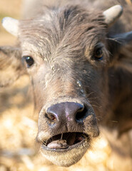 Fototapeta premium Young Water Buffalo,in rainforest farmland,Pai District,Northern Thailand.
