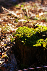 Bright light green moss on a tree stump in sunlight close-up