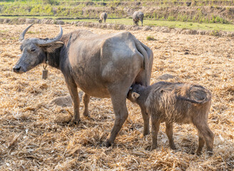Water Buffalo suckling milk from mother,in rainforest farmland,Pai District,Northern Thailand.