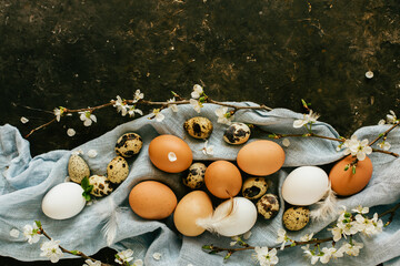 Beautiful Easter eggs background. Mix of chicken and quail eggs of natural color on blue linen towel with feathers and white tree flowers, close up. Spring still life with empty space, selective focus