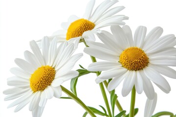Three daisy flowers with bright yellow centers and white petals