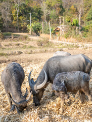 Water Buffalo,in rainforest farmland,Pai District,Northern Thailand.