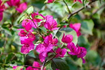Pink bougainvillea flowers showcasing the intricate beauty of nature in a garden setting.